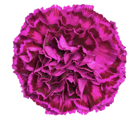 Nobbio Violet
