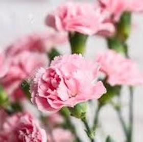 Pretty Pink Spray Carnations 