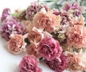 Pastel Spray Carnations