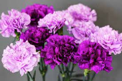 Carnations have made a comeback 