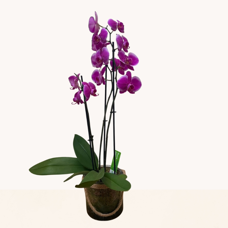 Elegant purple Phalaenopsis orchid presented in a contemporary glass container, beautifully gift presented for local delivery in West Malling.