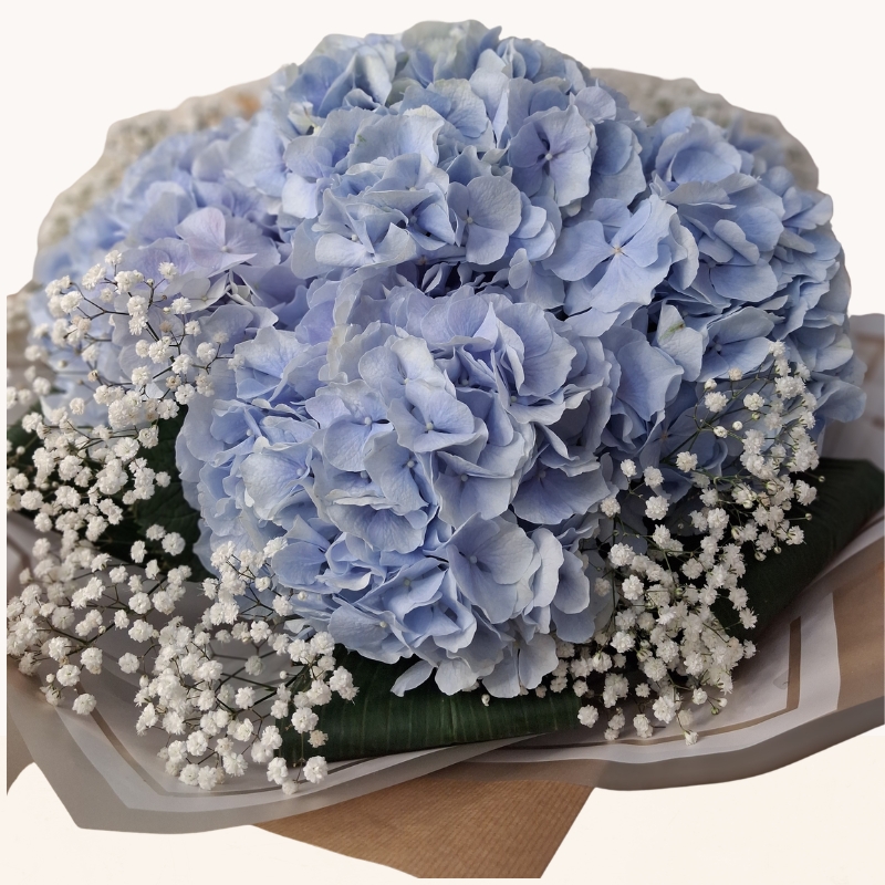 Luxury hand-tied bouquet of blue hydrangeas beautifully finished with delicate white gypsophila.