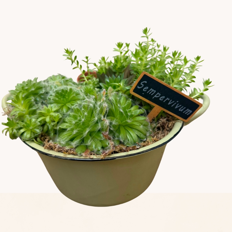 Ceramic bowl planted with a selection of green succulents creating a contemporary indoor garden.