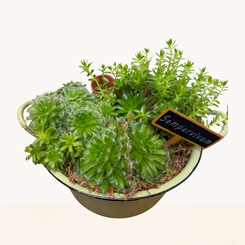 Ceramic bowl planted with a selection of green succulents creating a contemporary indoor garden.