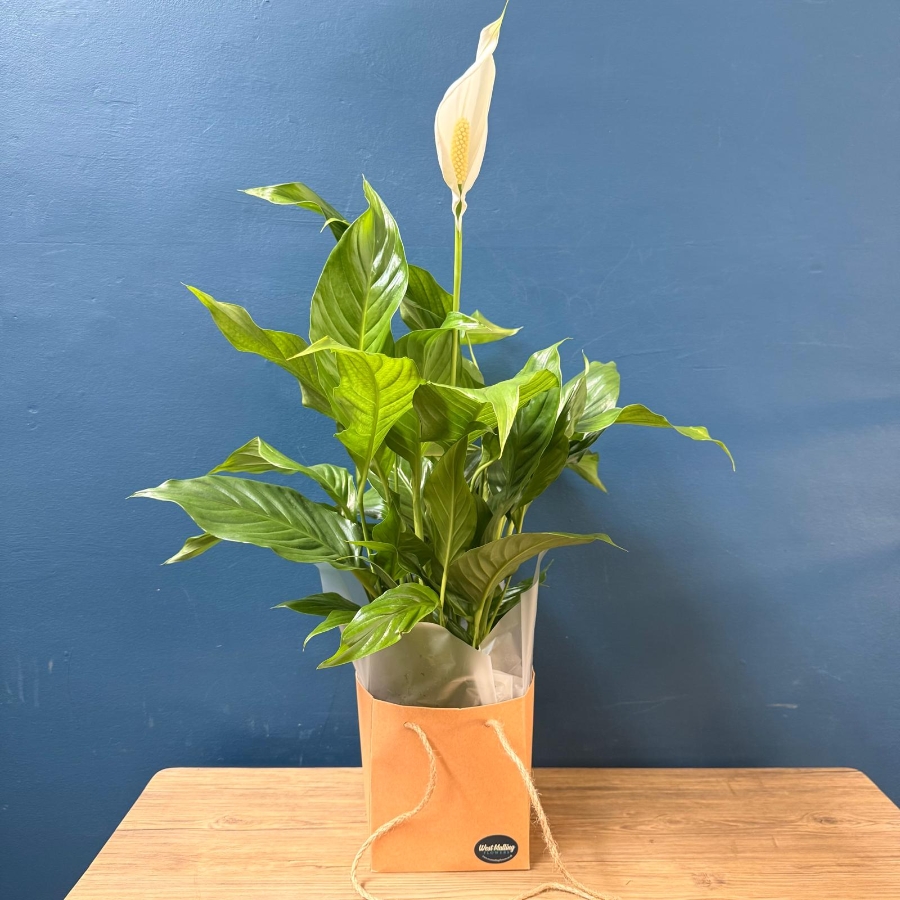 Peace Lily house plant with white flower presented in kraft gift bag