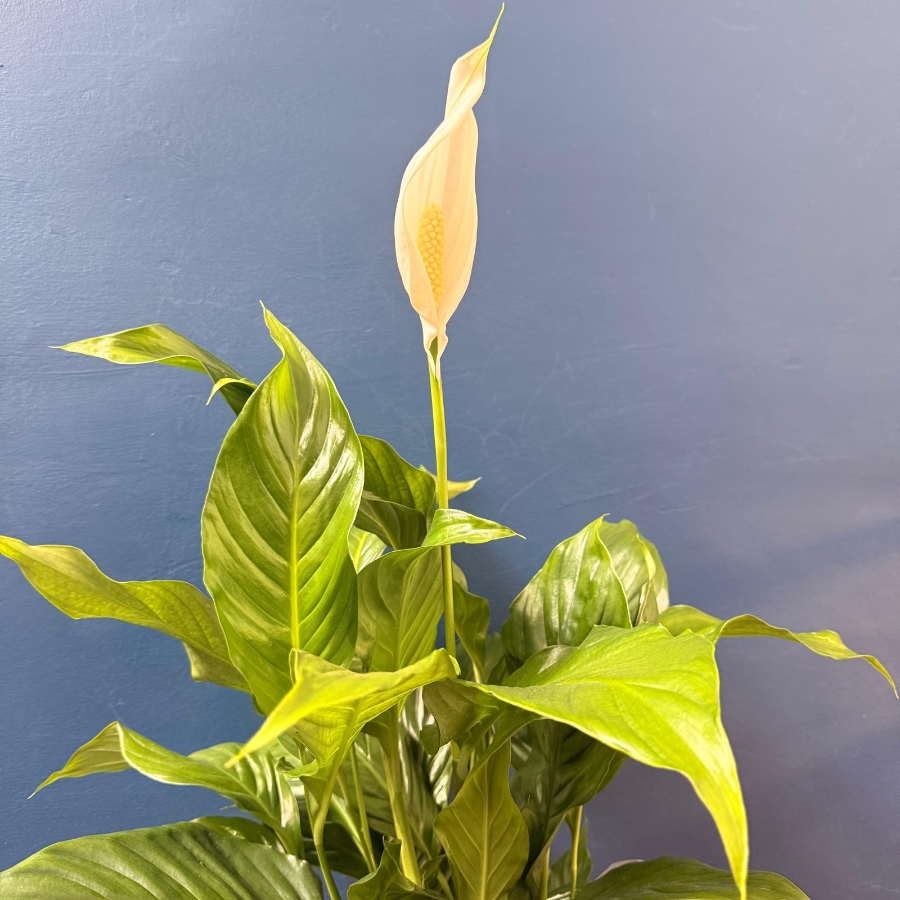 Peace Lily house plant with white flower presented in kraft gift bag
