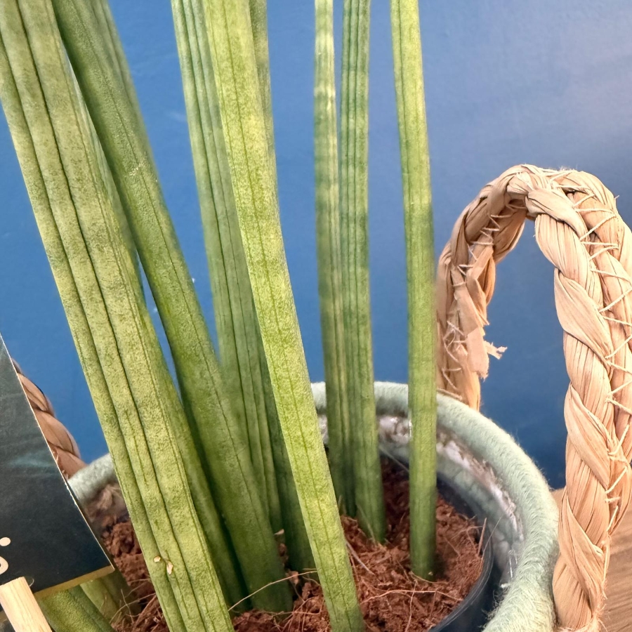 Sansevieria snake plant in woven basket planter for indoor home décor