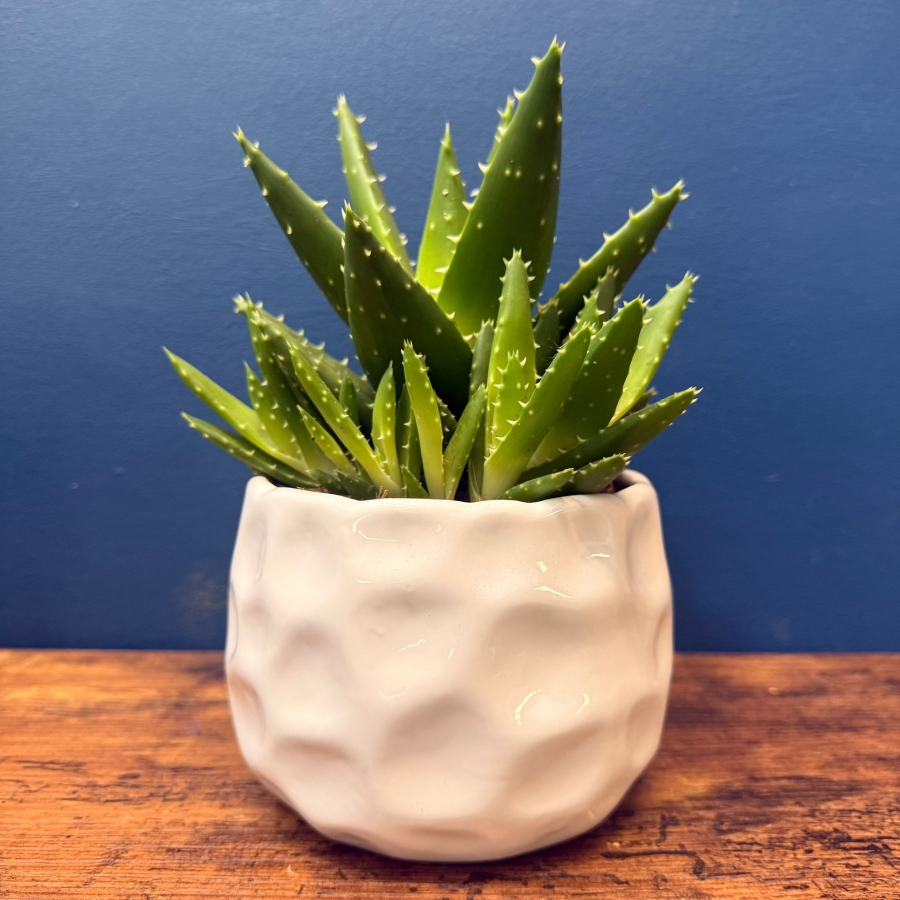 House Plants Care gift