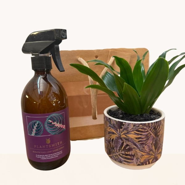 Green house plant with Plantsmith Beautifying Leaf Shine presented together in a stylish gift bag.