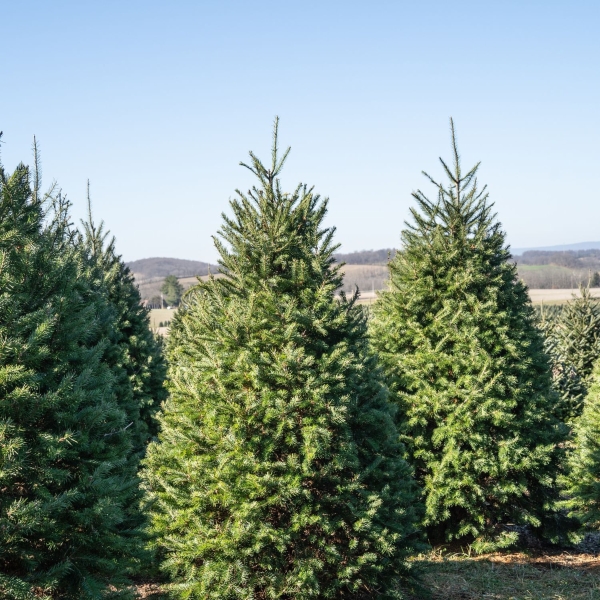 Deluxe Christmas Trees