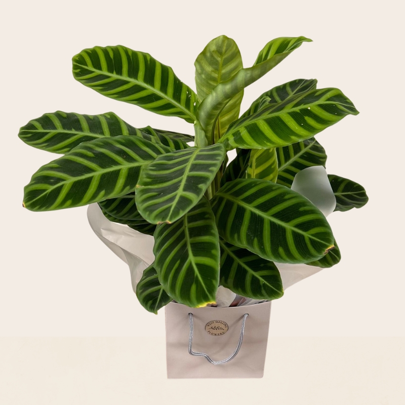 Calathea house plant with decorative patterned leaves presented in a gift bag for delivery.