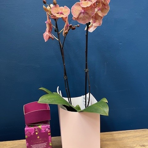 Orchid Gift Set
