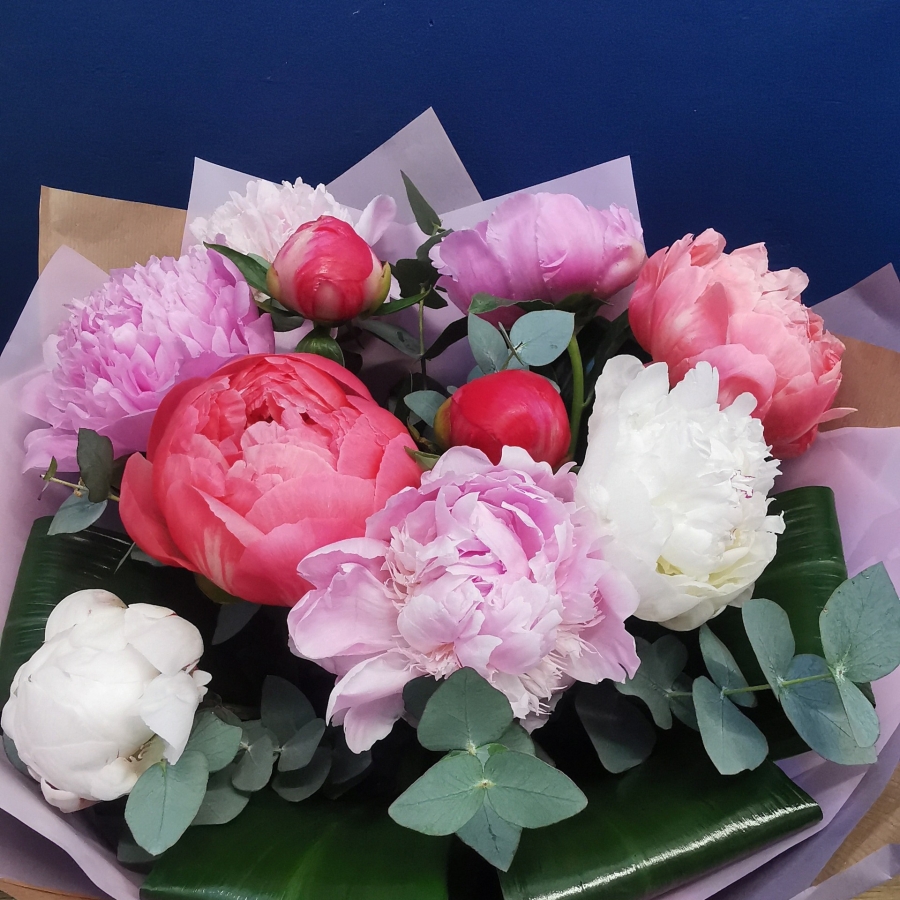 Peony Delight