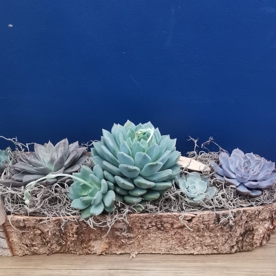 The Woodland Low Bowl