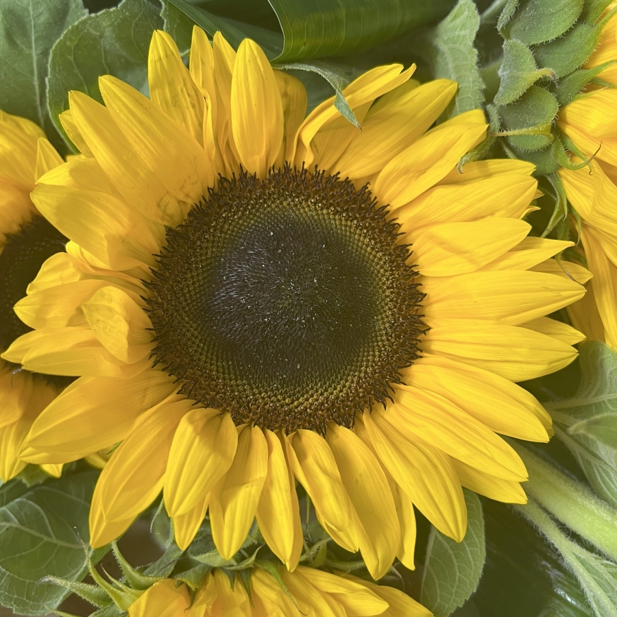 Sunflower Gift Wrap