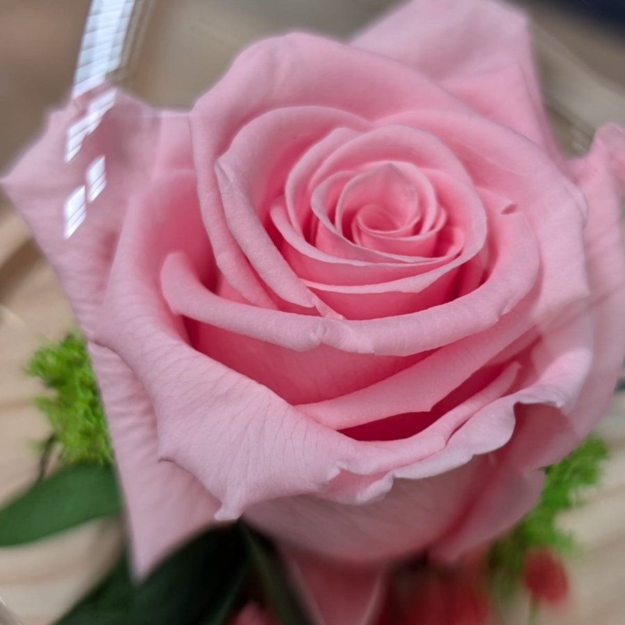 Forever Roses