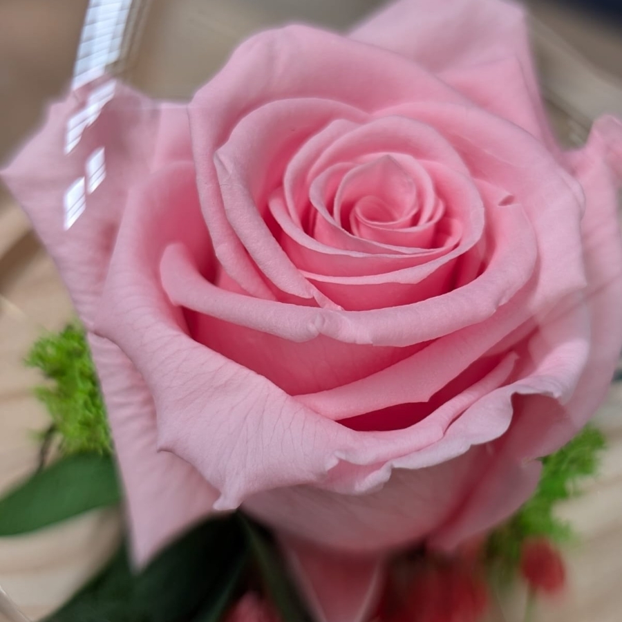 Forever Roses