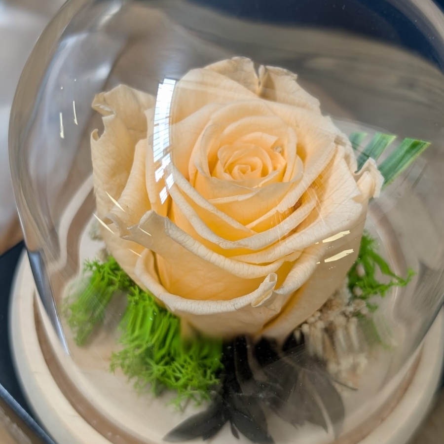 Forever Roses
