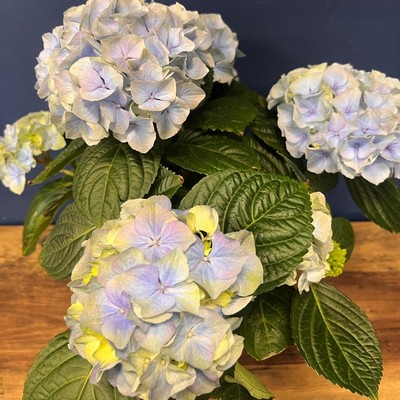 Hydrangea in Pot