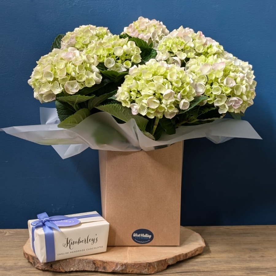 Hydrangea Plant Gift Set