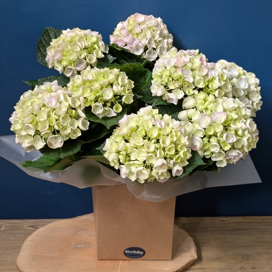 Hydrangea Plant Gift Set