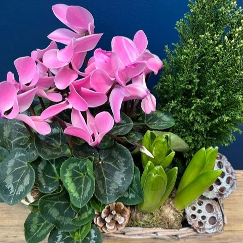 Nutcracker Planted Basket