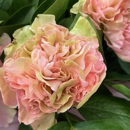 Peony Charm