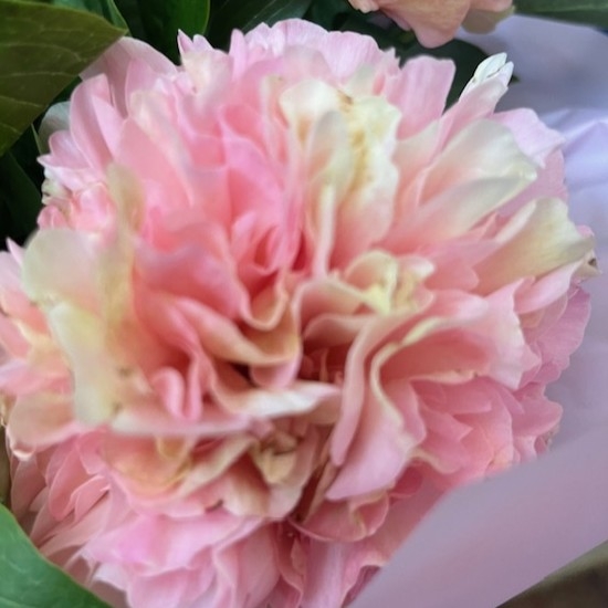 Peony Charm