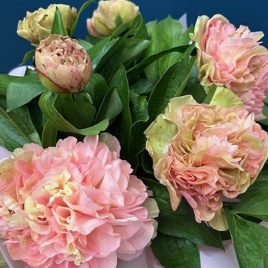 Peony Charm
