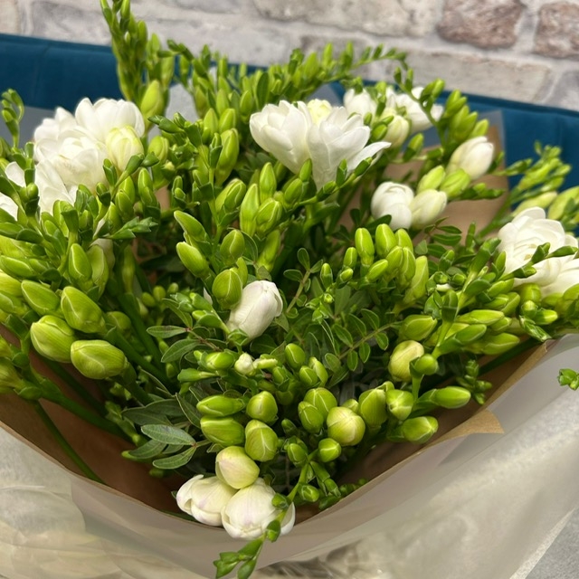Pure Freesia