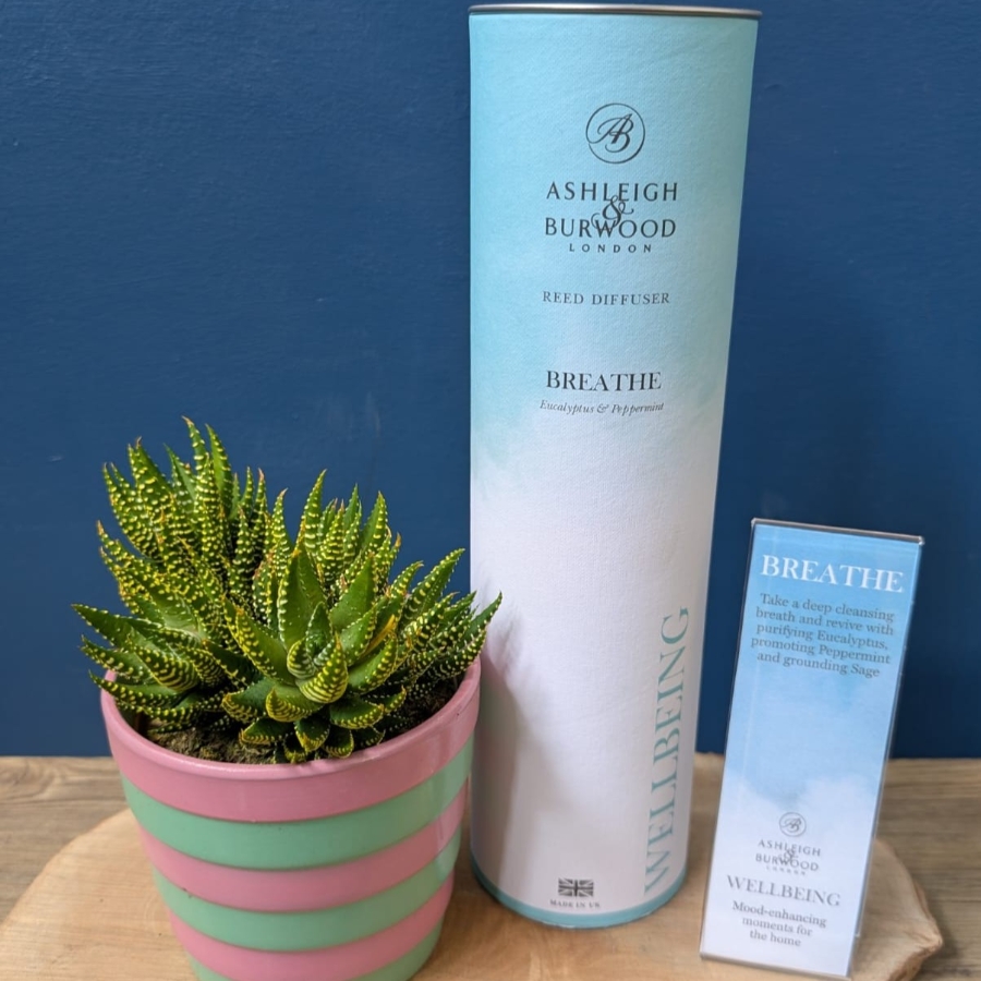 Succulent & Wellbeing Diffuser Set