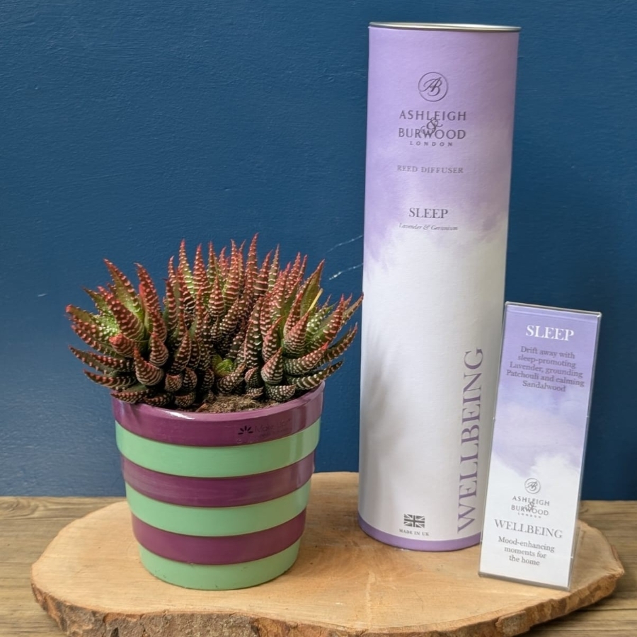 Succulent & Wellbeing Diffuser Set