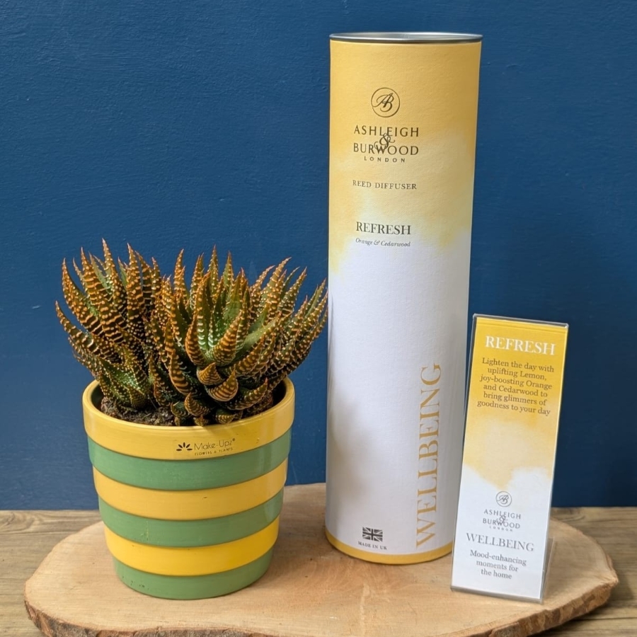 Succulent & Wellbeing Diffuser Set