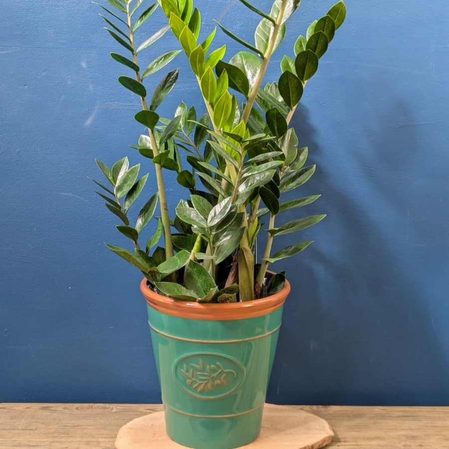 ZZ Plant