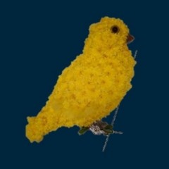 Budgie