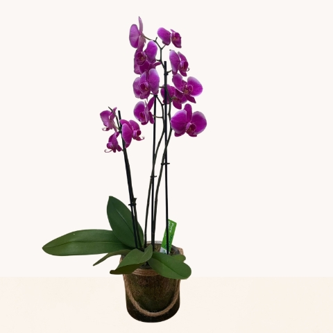 Elegant purple Phalaenopsis orchid presented in a contemporary glass container, beautifully gift presented for local delivery in West Malling.