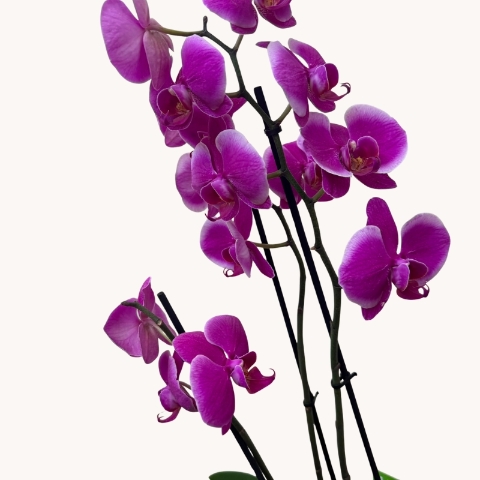 Elegant purple Phalaenopsis orchid presented in a contemporary glass container, beautifully gift presented for local delivery in West Malling.