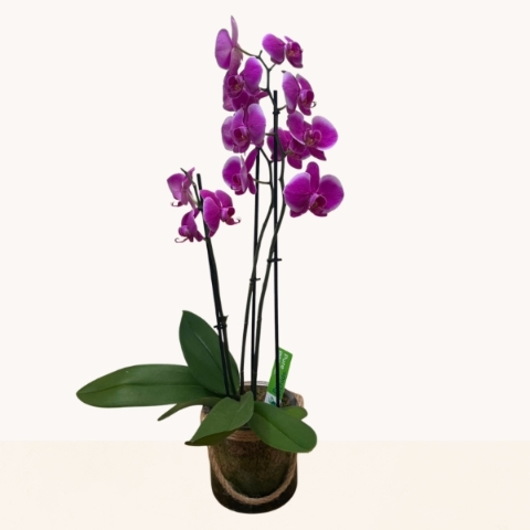 Elegant purple Phalaenopsis orchid presented in a contemporary glass container, beautifully gift presented for local delivery in West Malling.