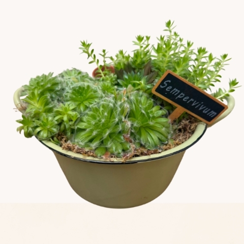 Ceramic bowl planted with a selection of green succulents creating a contemporary indoor garden.