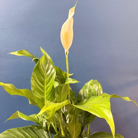 Peace Lily house plant with white flower presented in kraft gift bag