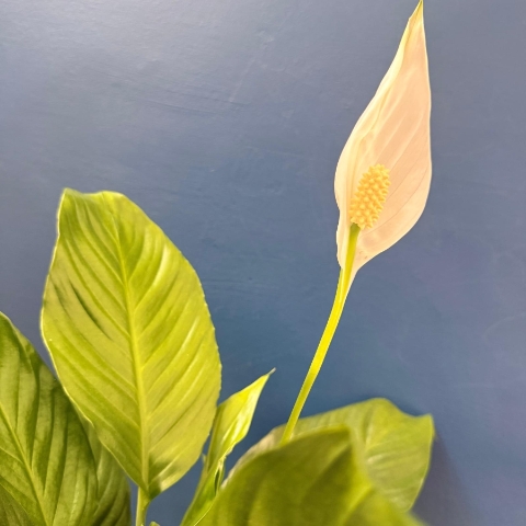 Peace Lily house plant with white flower presented in kraft gift bag