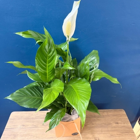 Peace Lily house plant with white flower presented in kraft gift bag