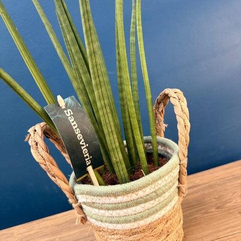 Sansevieria snake plant in woven basket planter for indoor home décor