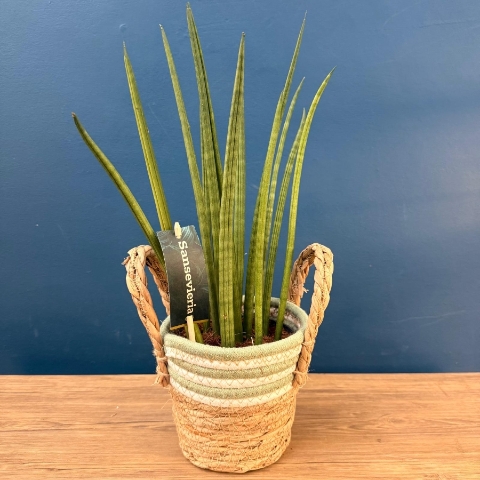 Sansevieria snake plant in woven basket planter for indoor home décor