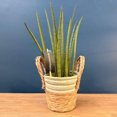 Sansevieria snake plant in woven basket planter for indoor home décor