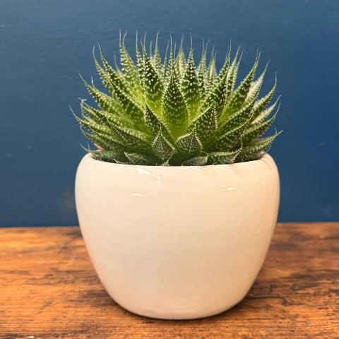 House Plant care gift