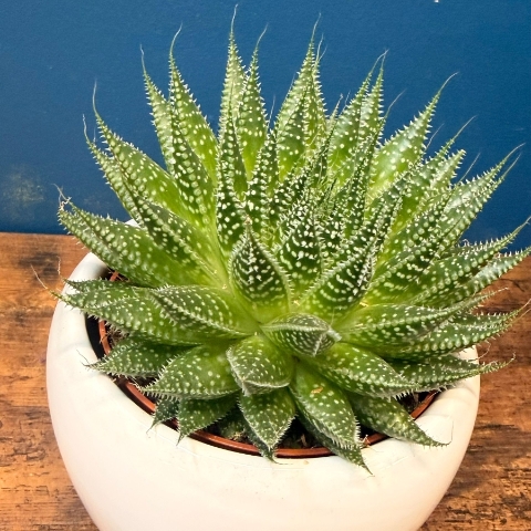 House Plant care gift