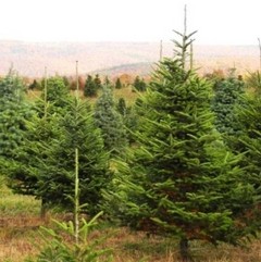 Large Christmas Trees