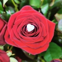 luxury red rose hand-tied bouquet by West Malling Flowers