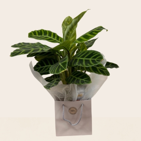Calathea house plant with decorative patterned leaves presented in a gift bag for delivery.